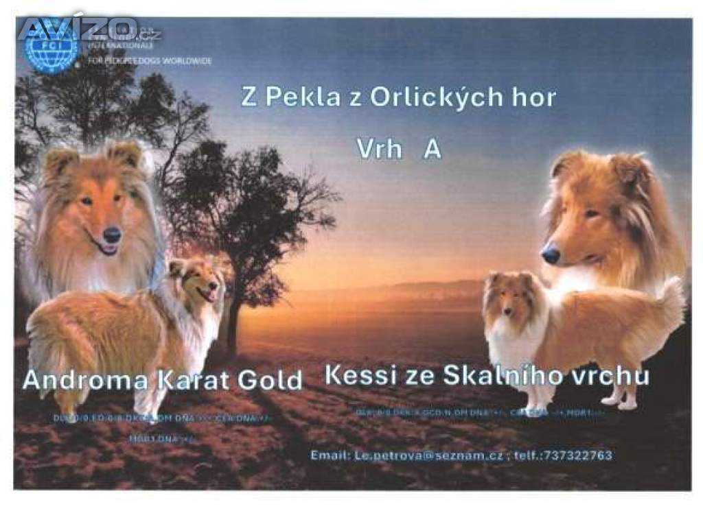 Foto inzerátu prodám štěňata kolie dlouhosrsté  s PP     FCI