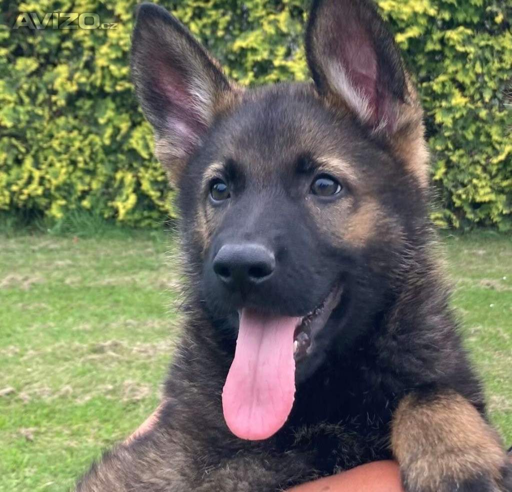Německý ovčák celočerná a vlkošedá štěńata