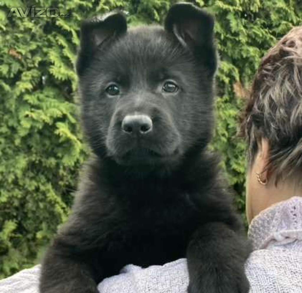 Foto inzerátu Německý ovčák celočerná a vlkošedá štěńata
