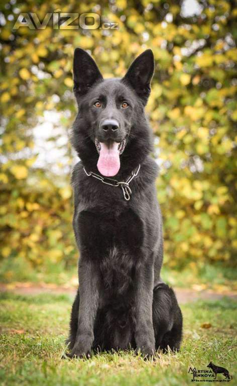 Foto inzerátu Německý ovčák celočerná a vlkošedá štěńata