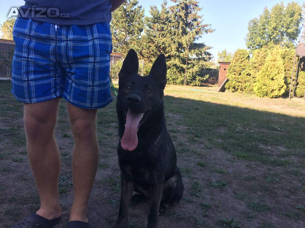 Foto inzerátu Německý ovčák celočerná a vlkošedá štěńata