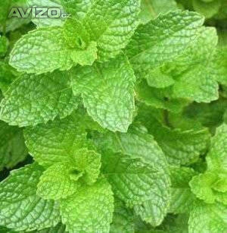 Máta - semena