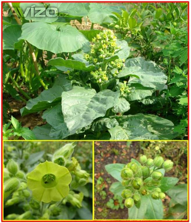 Tabák selský - semena