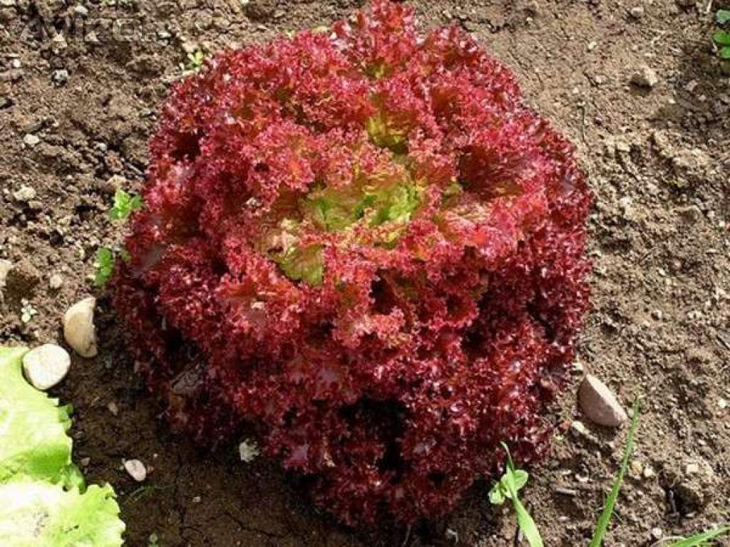 Salát listový Lollo rosso - semena