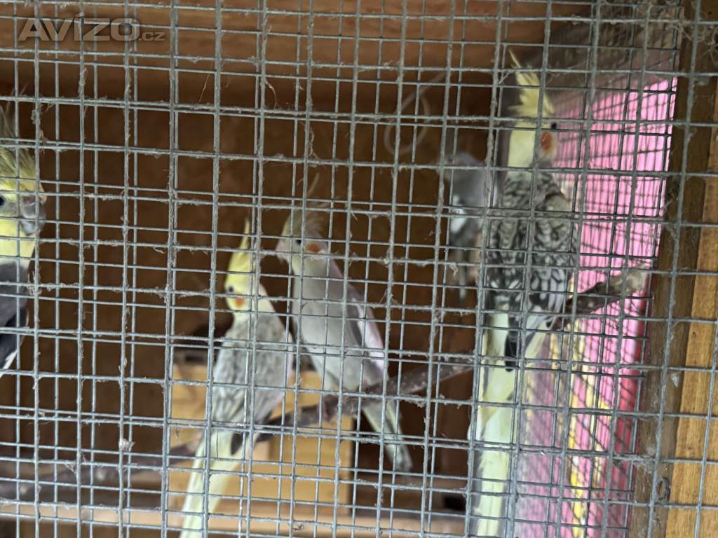 Prodám korely chocholaté/ korela