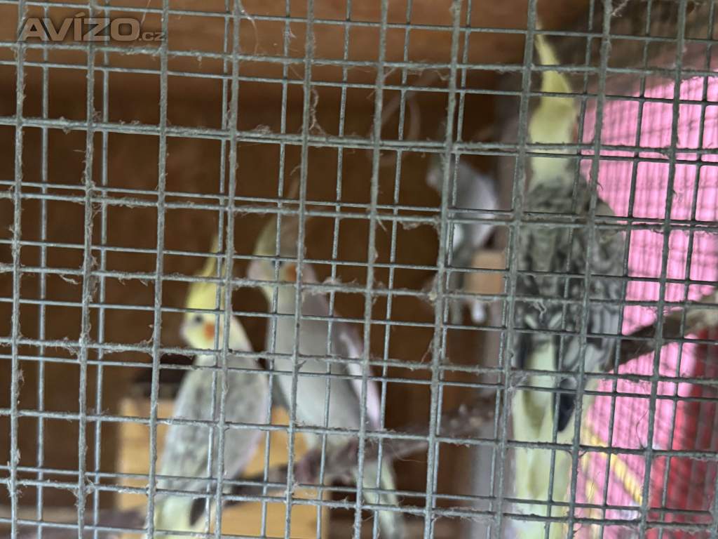 Foto inzerátu Prodám korely chocholaté/ korela