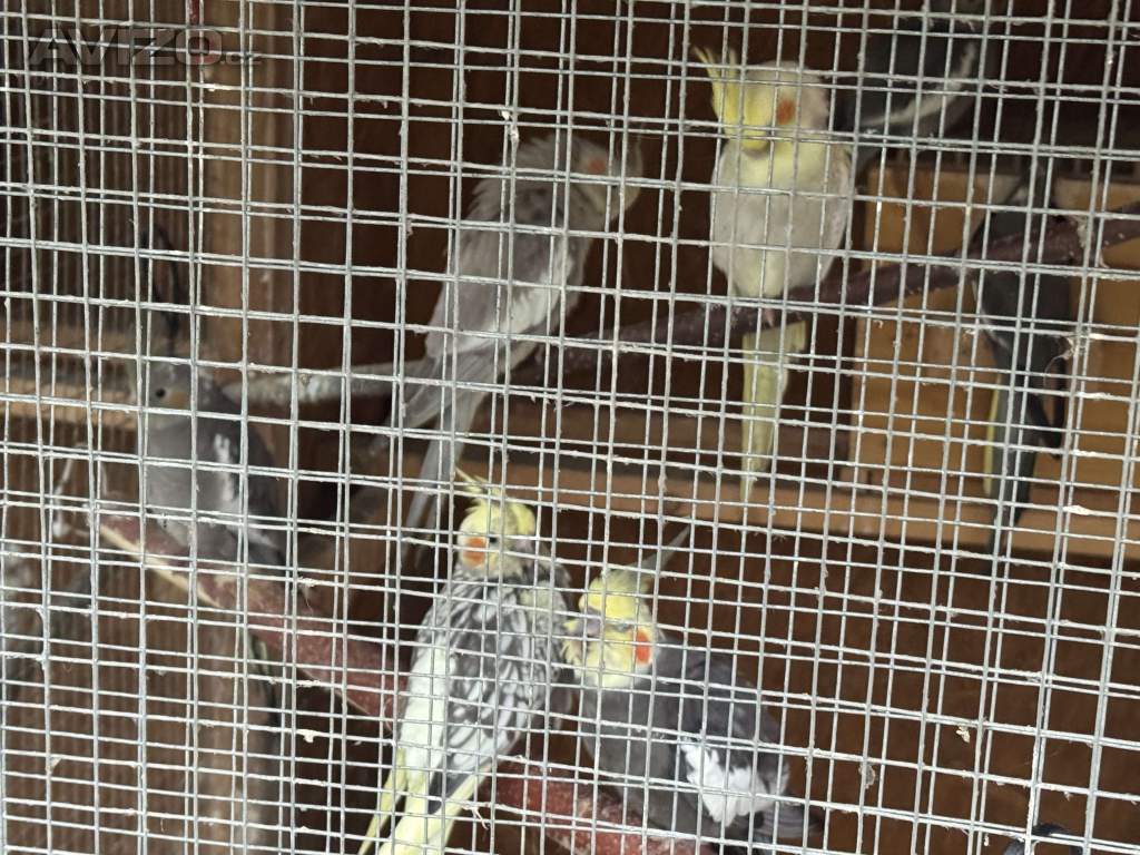 Foto inzerátu Prodám korely chocholaté/ korela