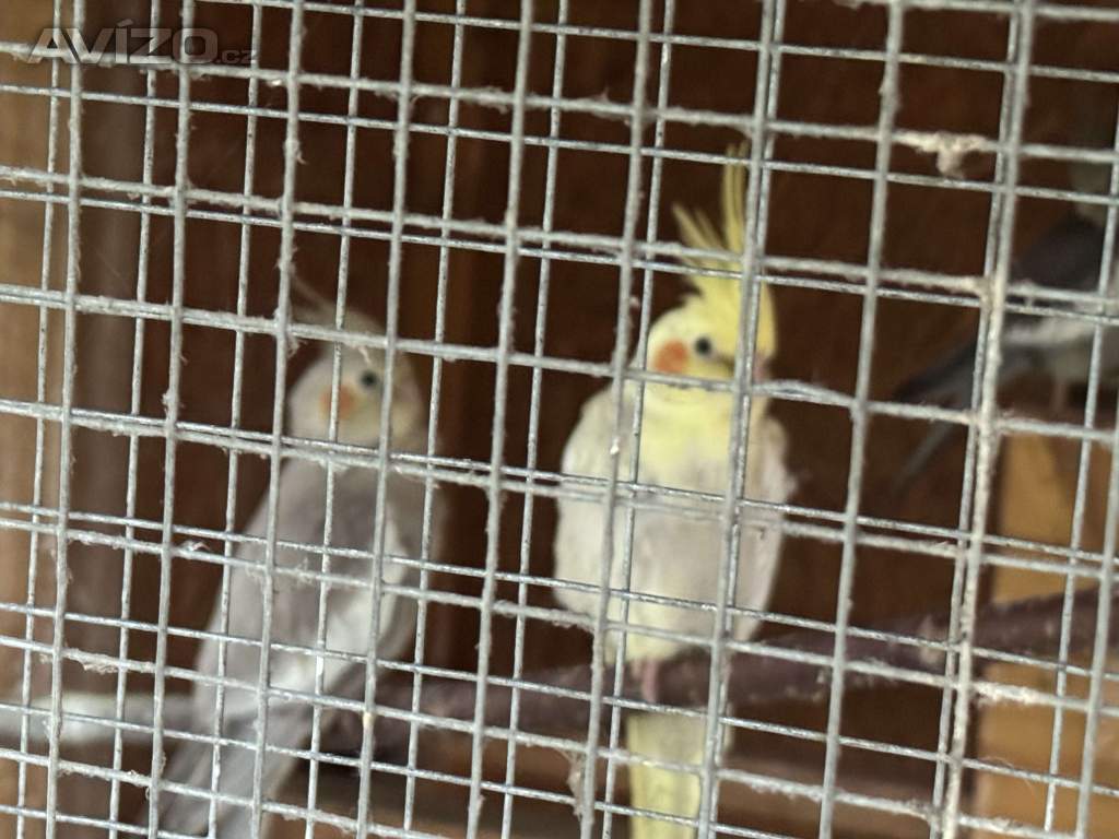 Foto inzerátu Prodám korely chocholaté/ korela