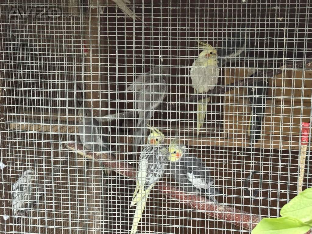 Foto inzerátu Prodám korely chocholaté/ korela