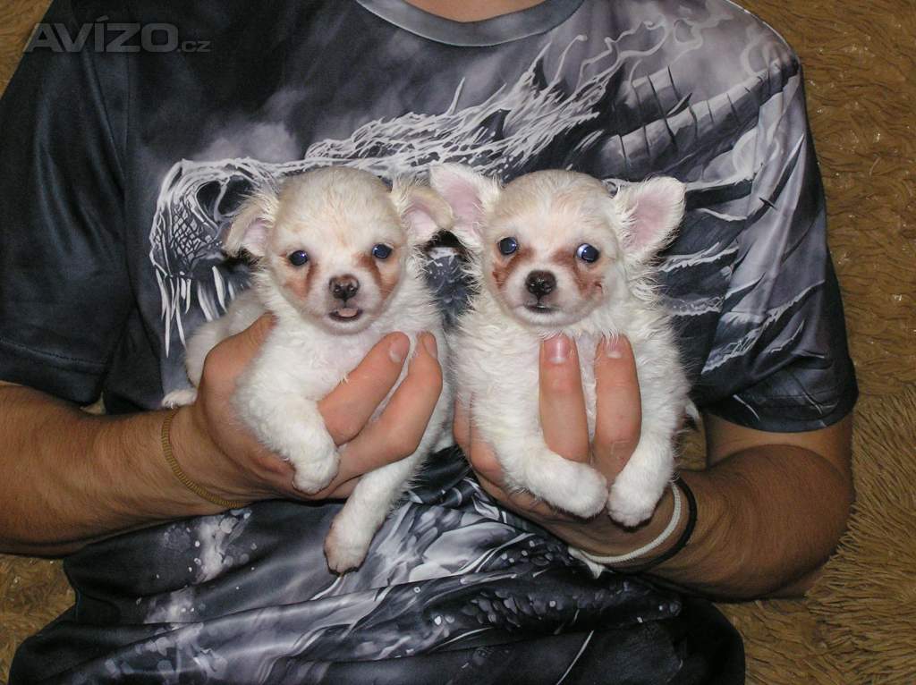 Čivava dlouhosrstá 2 štěňátka pejsci