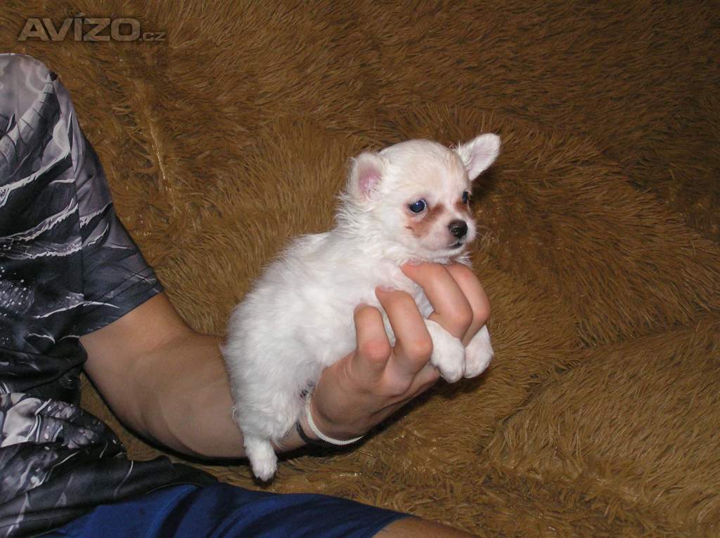 Foto inzerátu Čivava dlouhosrstá 2 štěňátka pejsci