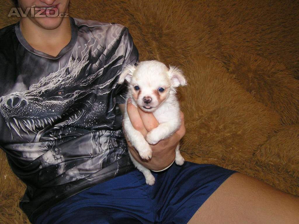 Foto inzerátu Čivava dlouhosrstá 2 štěňátka pejsci