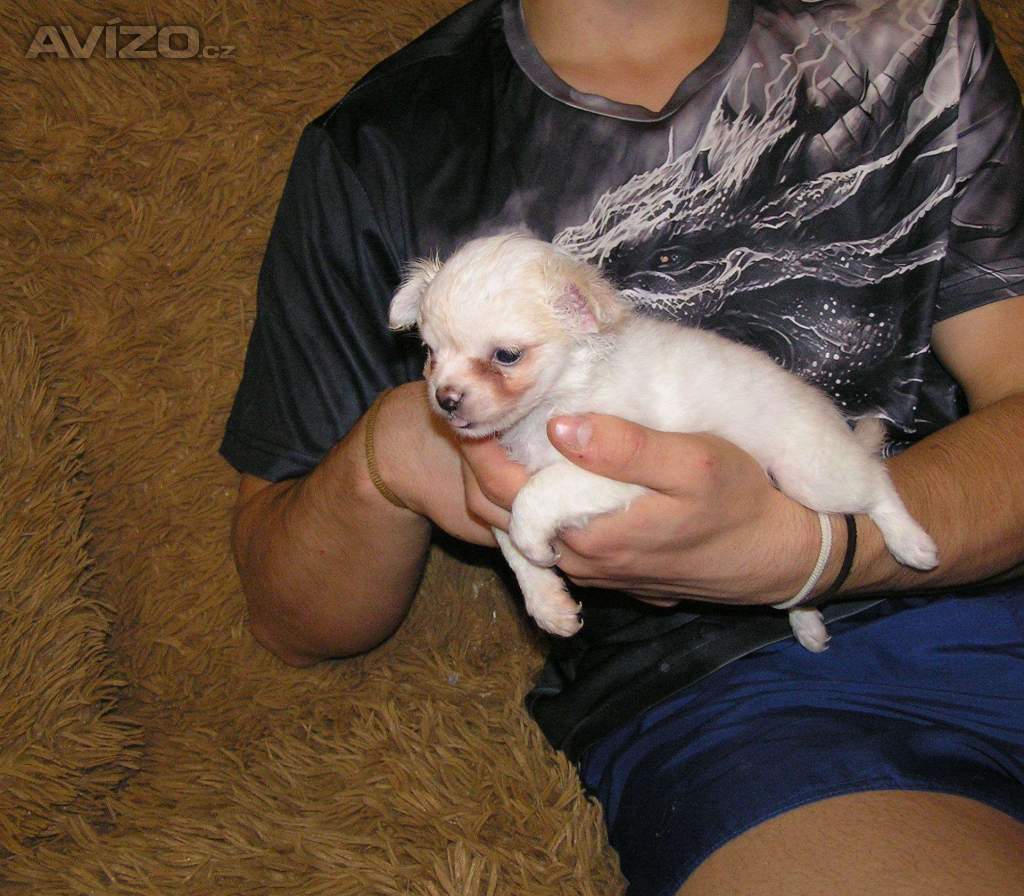 Foto inzerátu Čivava dlouhosrstá 2 štěňátka pejsci