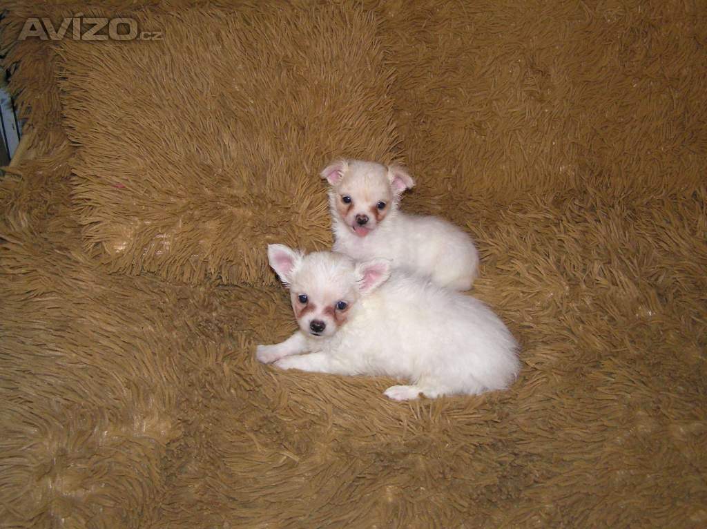 Foto inzerátu Čivava dlouhosrstá 2 štěňátka pejsci