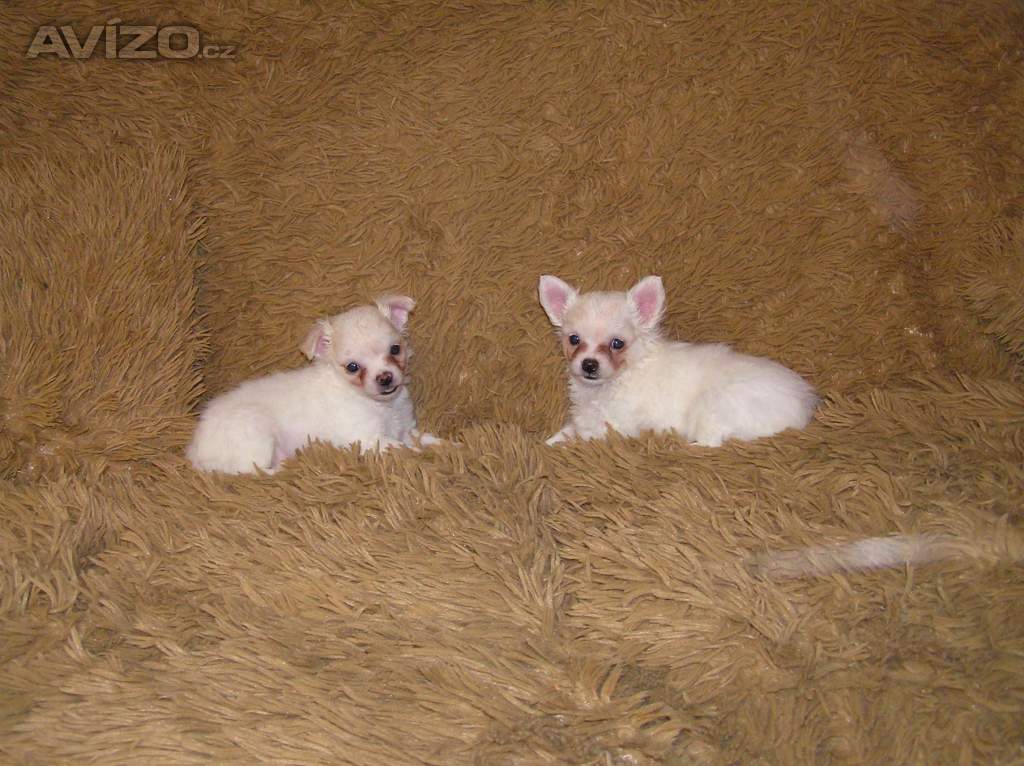 Foto inzerátu Čivava dlouhosrstá 2 štěňátka pejsci