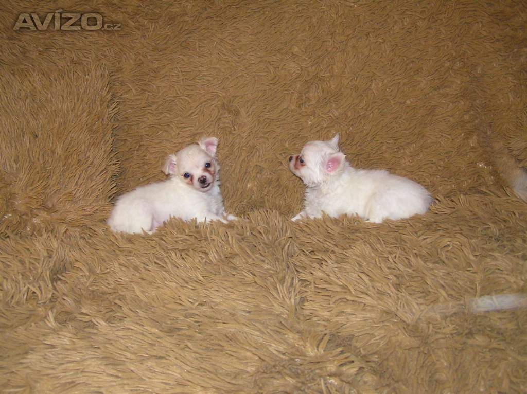 Foto inzerátu Čivava dlouhosrstá 2 štěňátka pejsci