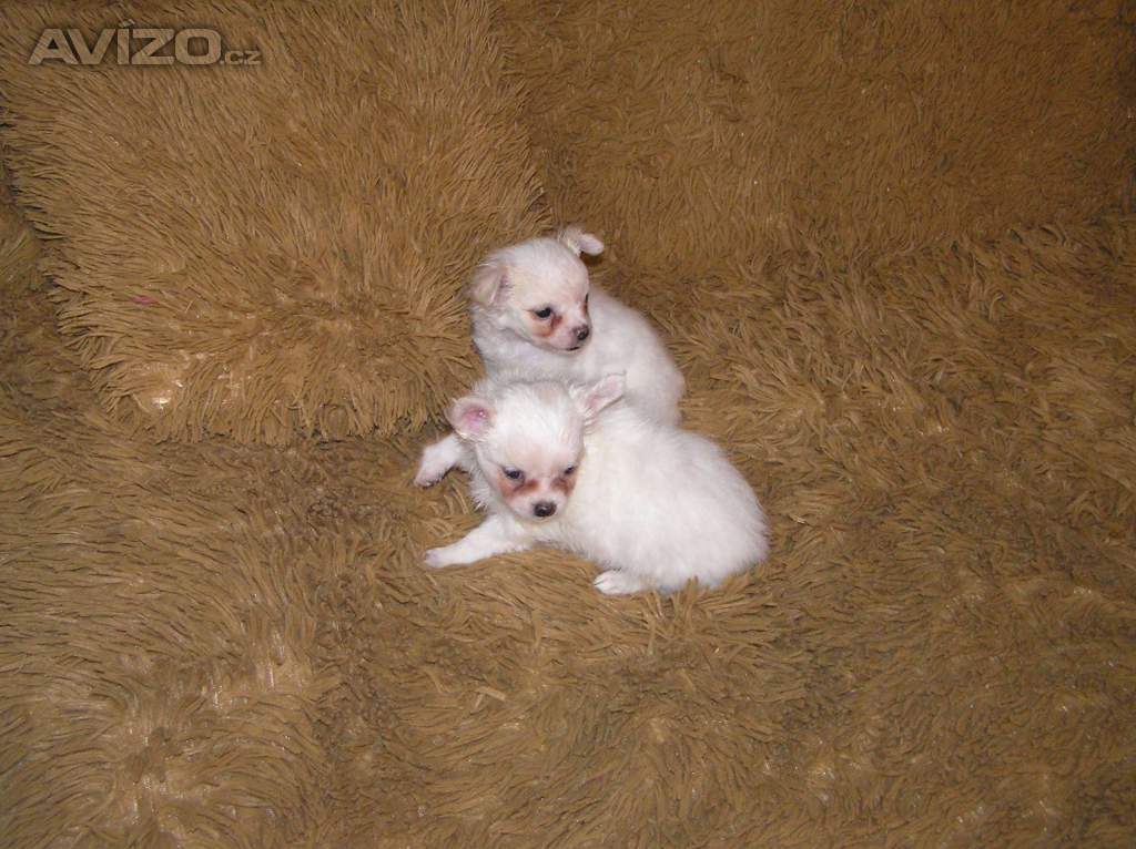 Foto inzerátu Čivava dlouhosrstá 2 štěňátka pejsci
