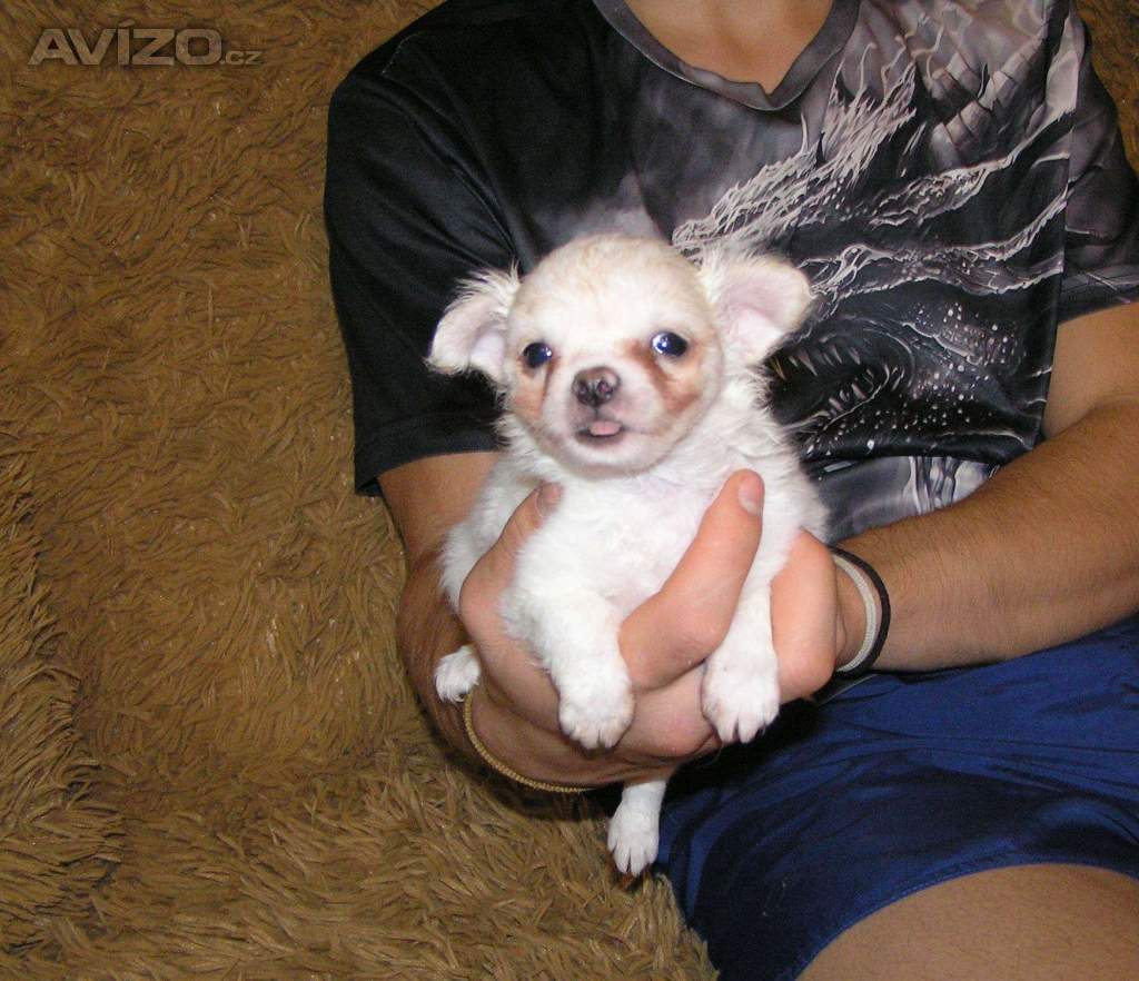 Foto inzerátu Čivava dlouhosrstá 2 štěňátka pejsci