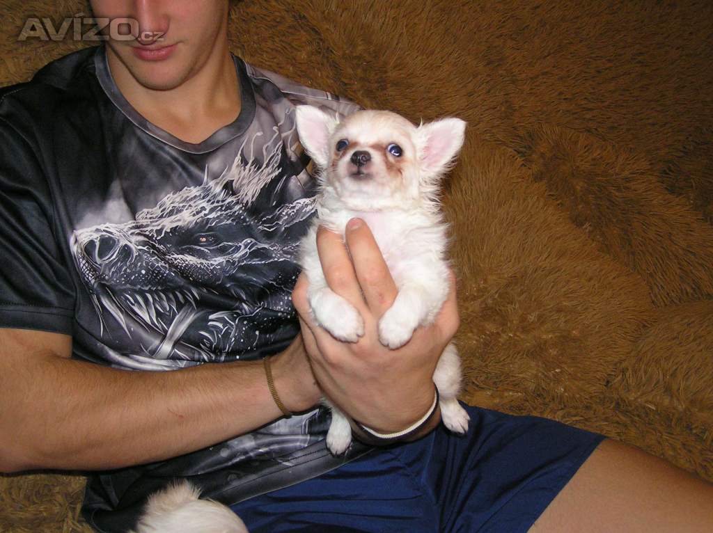 Foto inzerátu Čivava dlouhosrstá 2 štěňátka pejsci