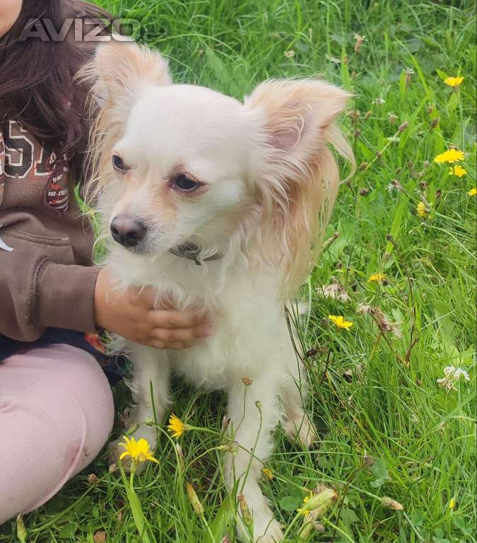 Foto inzerátu Čivava dlouhosrstá 2 štěňátka pejsci