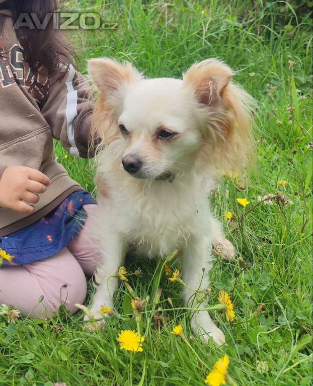 Foto inzerátu Čivava dlouhosrstá 2 štěňátka pejsci