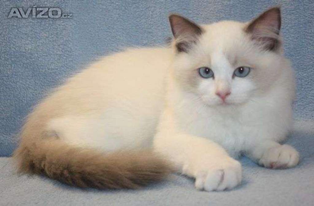 Foto inzerátu RAGDOLL koťátka: