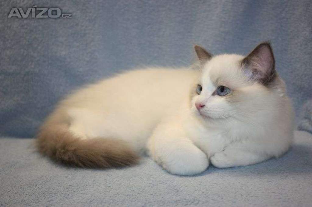 Foto inzerátu RAGDOLL koťátka:
