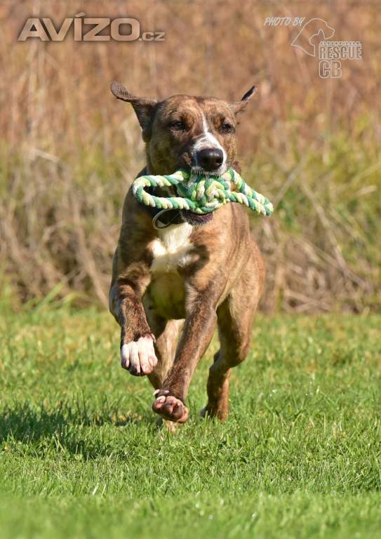 Darujeme nalezenou fenu křížence