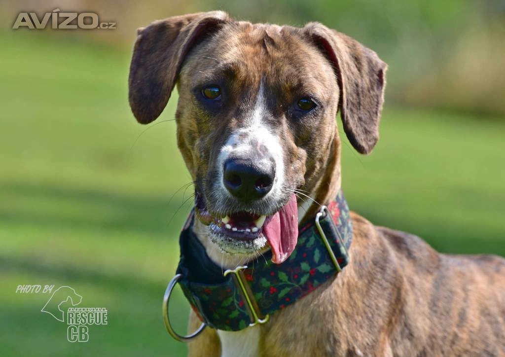 Foto inzerátu Darujeme nalezenou fenu křížence