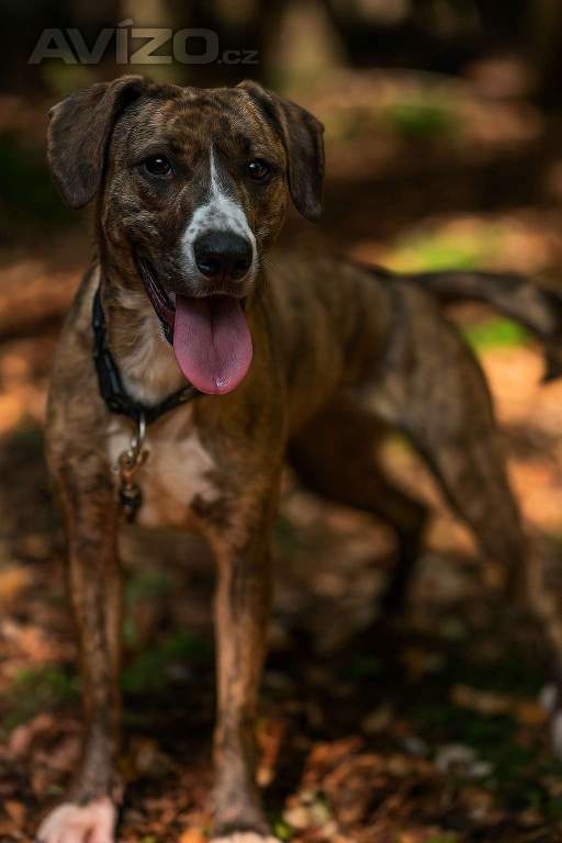 Foto inzerátu Darujeme nalezenou fenu křížence