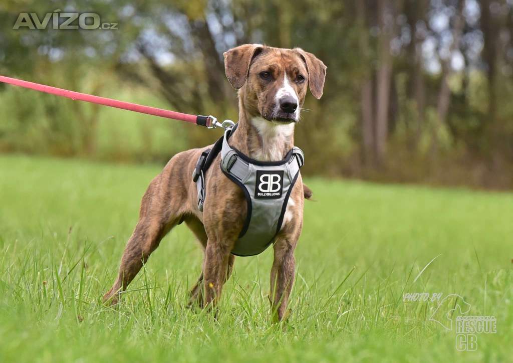 Foto inzerátu Darujeme nalezenou fenu křížence