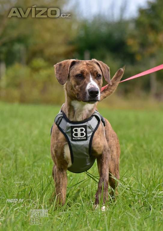 Foto inzerátu Darujeme nalezenou fenu křížence