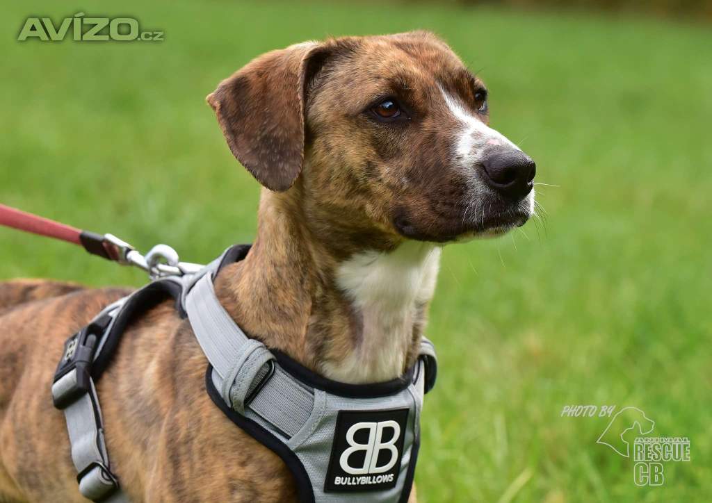 Foto inzerátu Darujeme nalezenou fenu křížence