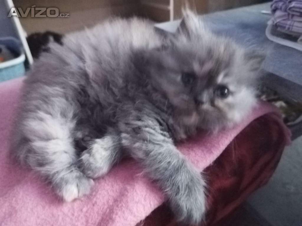 Perská koťátka