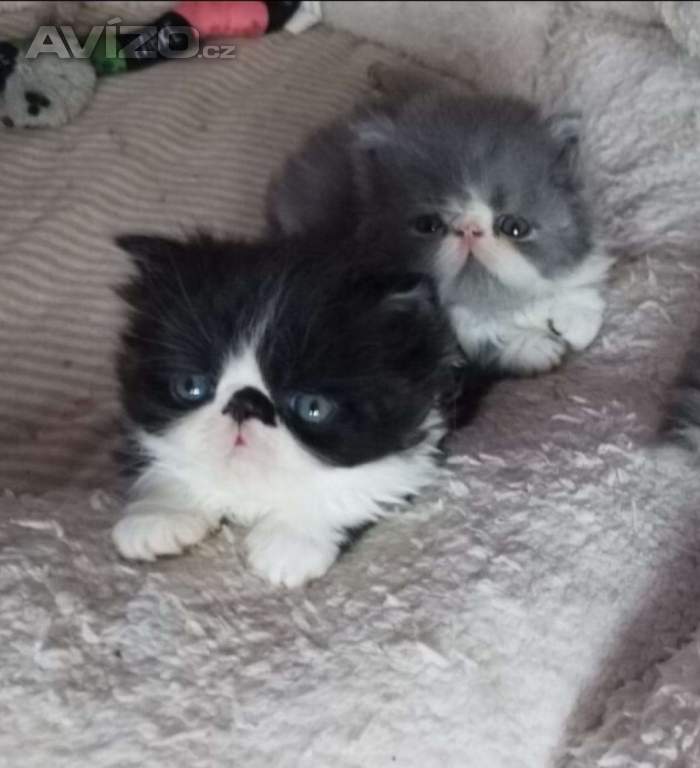 Foto inzerátu Perská koťátka