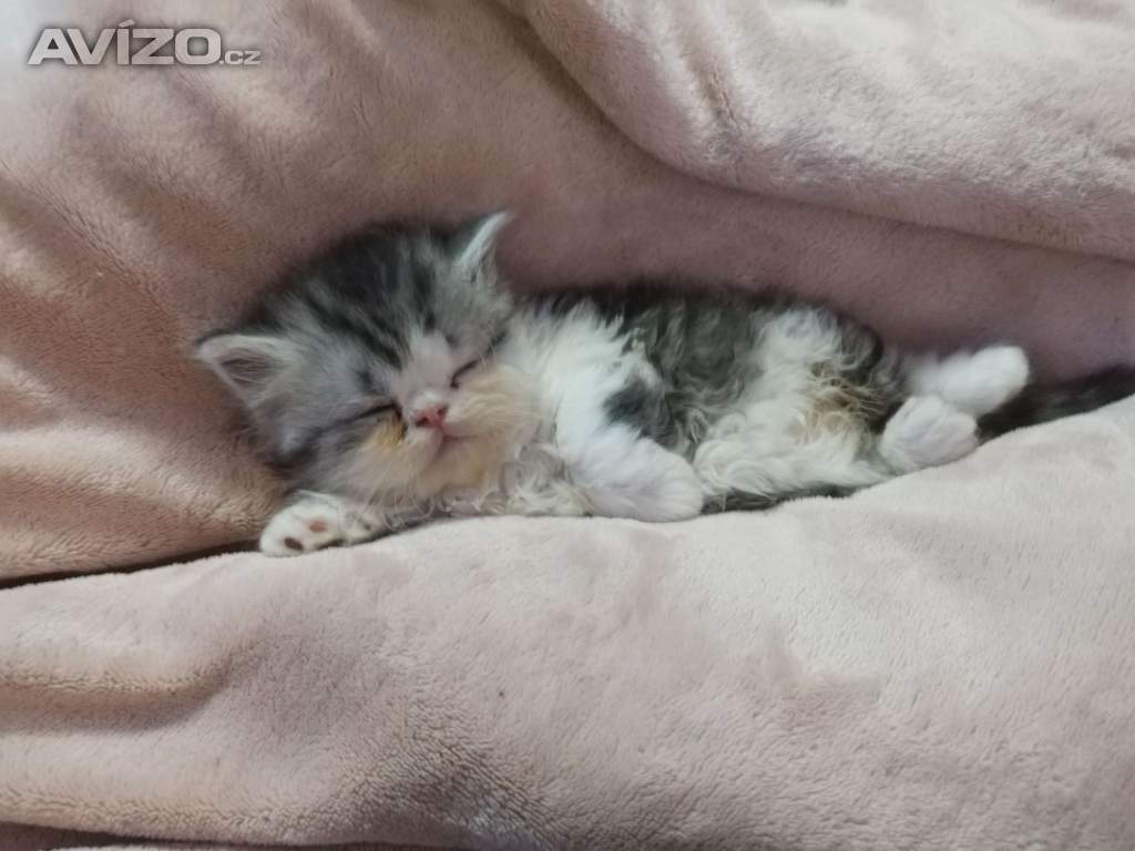 Foto inzerátu Perská koťátka