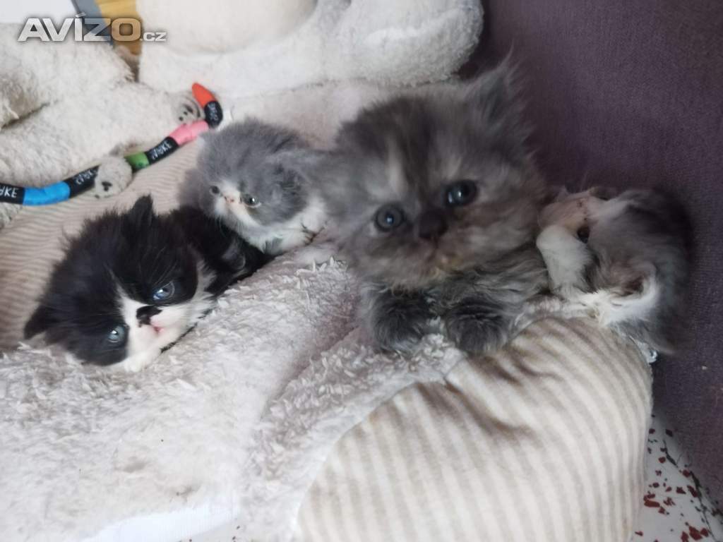 Foto inzerátu Perská koťátka