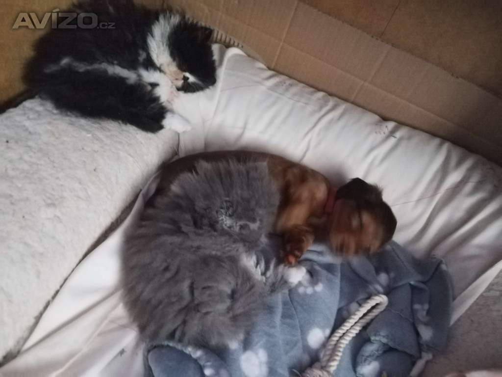 Foto inzerátu Perská koťátka