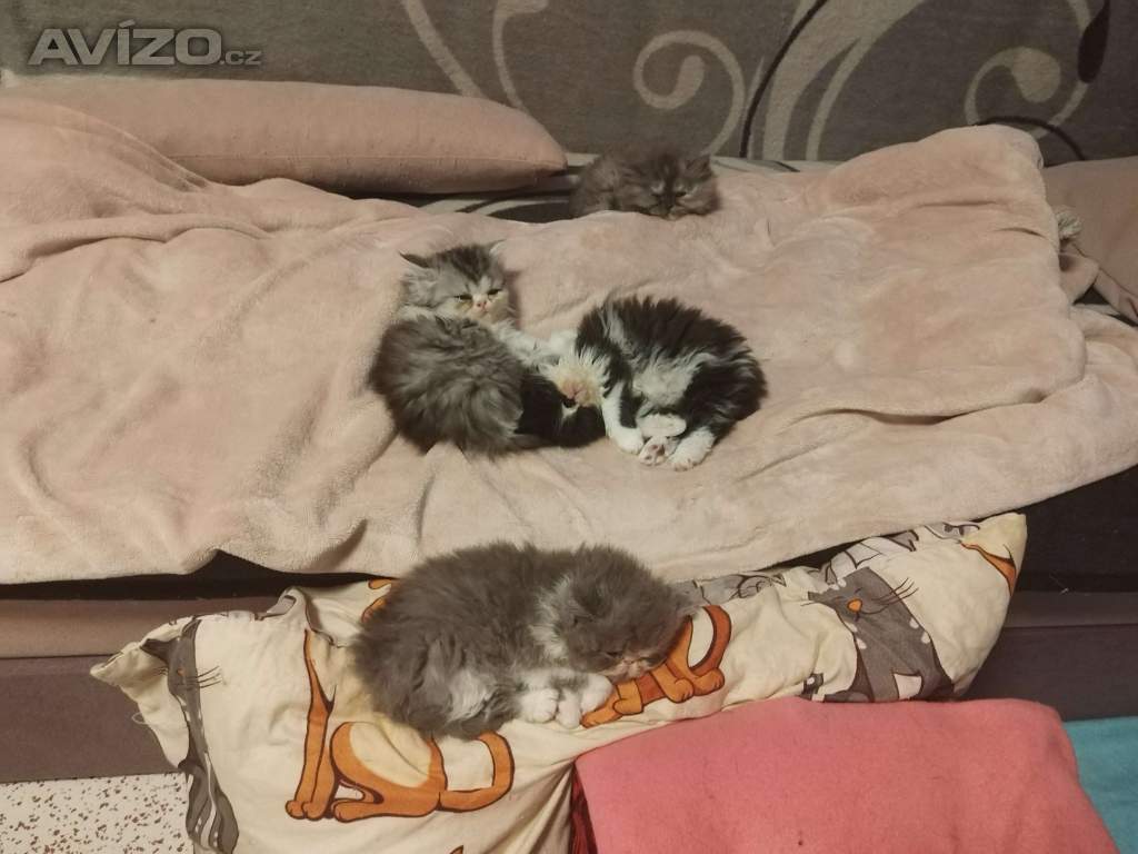 Foto inzerátu Perská koťátka