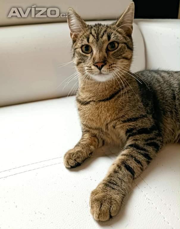 BORÍSEK - kotě, 7 měsíců