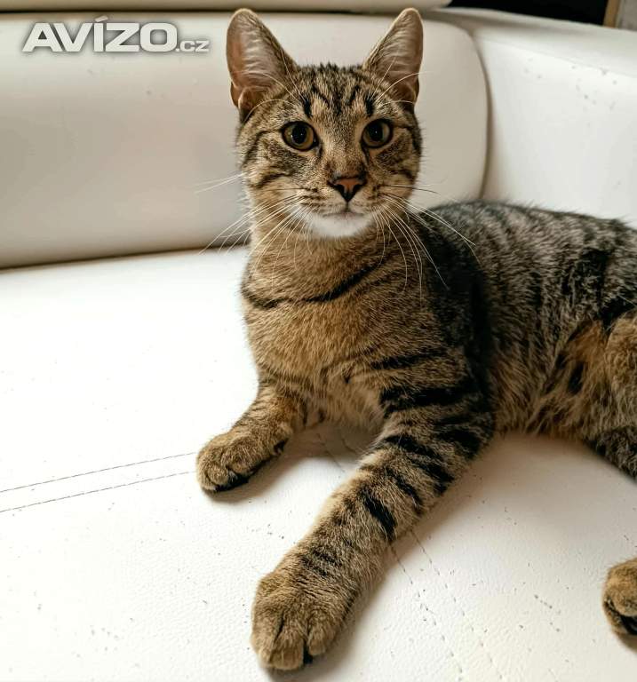 Foto inzerátu BORÍSEK - kotě, 7 měsíců