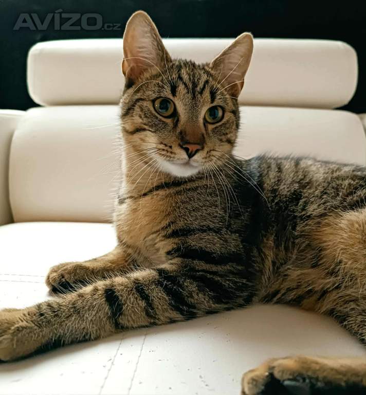 Foto inzerátu BORÍSEK - kotě, 7 měsíců