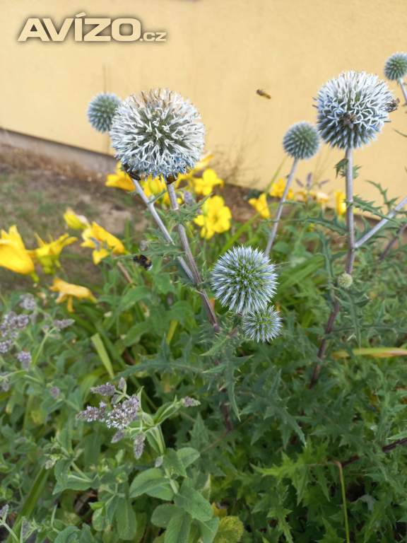 Foto inzerátu Bělotrn,  mačka