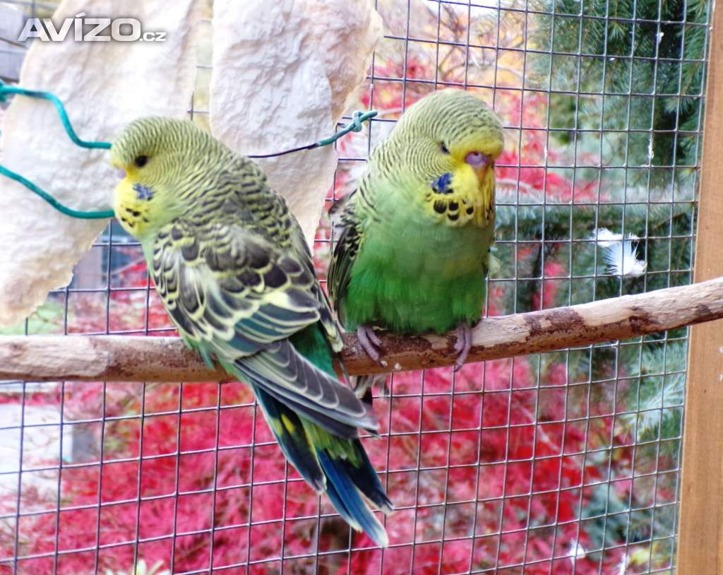 Foto inzerátu Andulka vlnkovaná