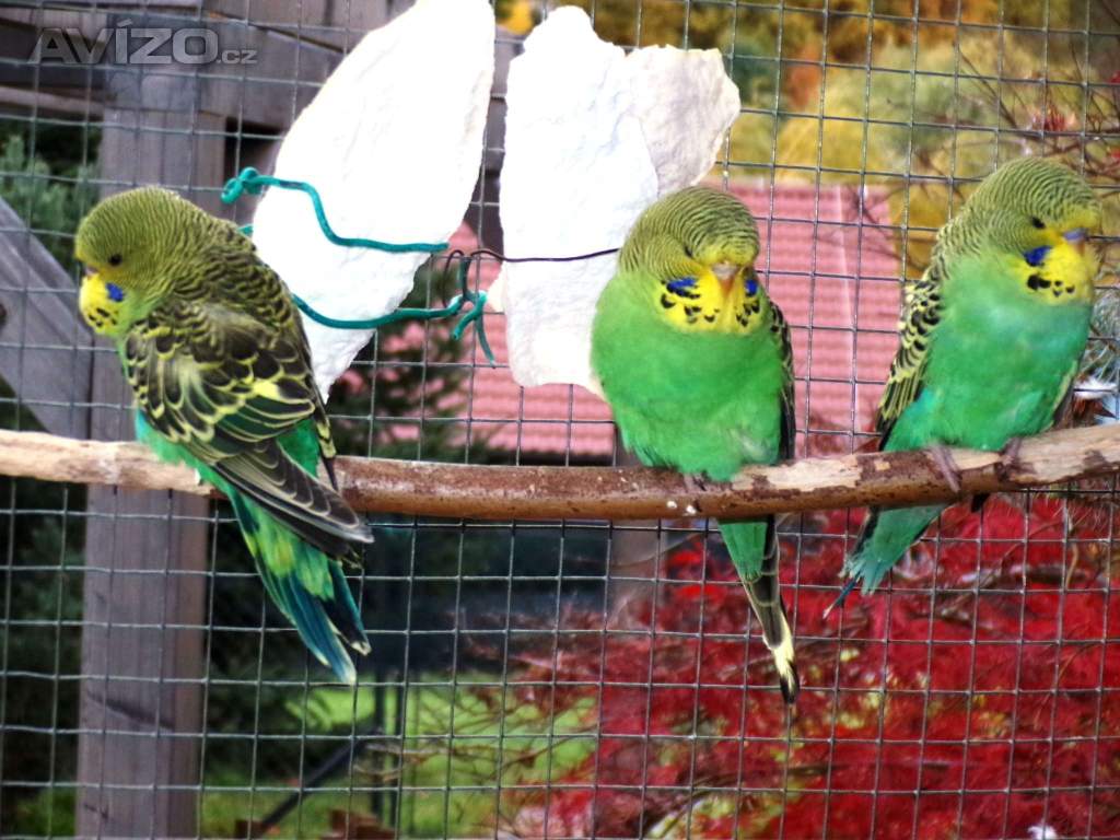 Foto inzerátu Andulka vlnkovaná