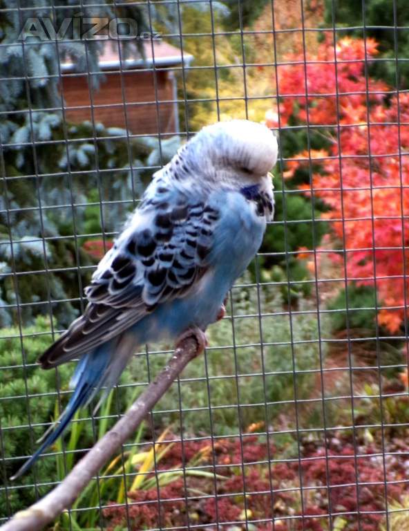 Foto inzerátu Andulka vlnkovaná