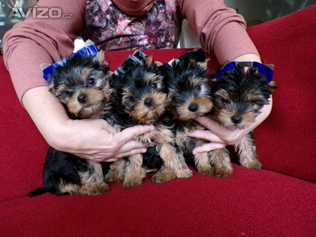Foto inzerátu Jorkšírský terrier s PP