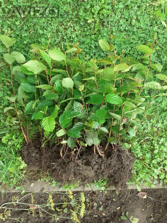 Foto inzerátu Sazenice habr obecny