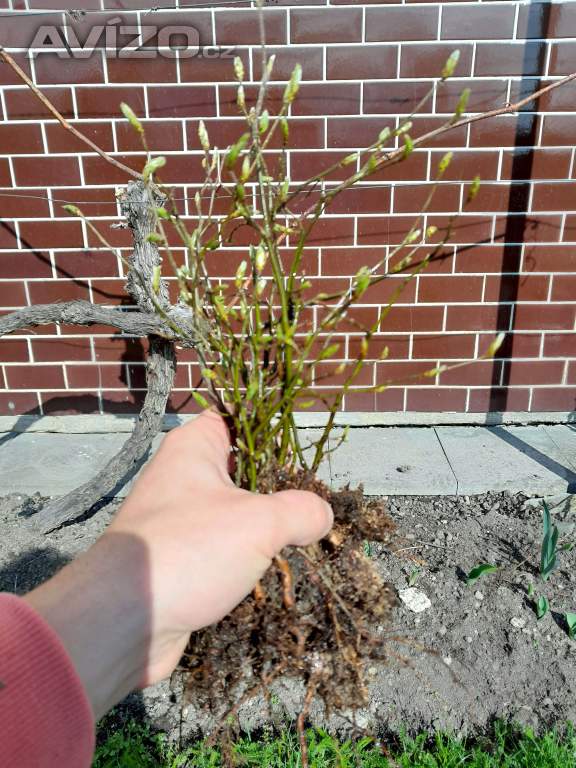 Foto inzerátu Sazenice habr obecny