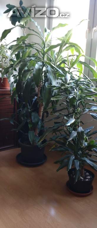 Foto inzerátu DARUJI